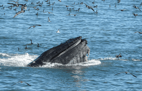 Humpback whale lunge feeding in an anchovy-rich  cove with seabirds flying above
