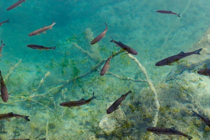 School of fish swimming in the river