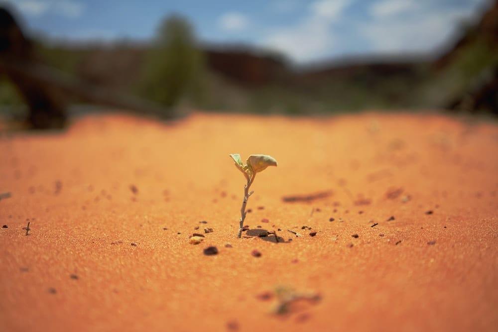 A tiny plant growing alone in a sandy desert-like field.