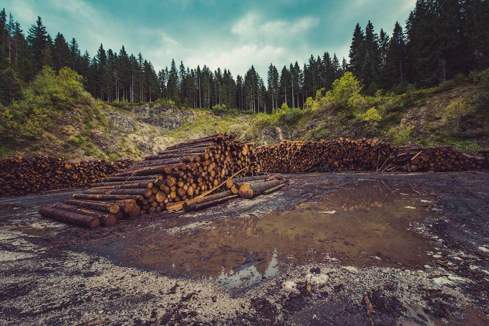 deforestation-ales-krivec-KnV-mJDGWzU-unsplash.jpg