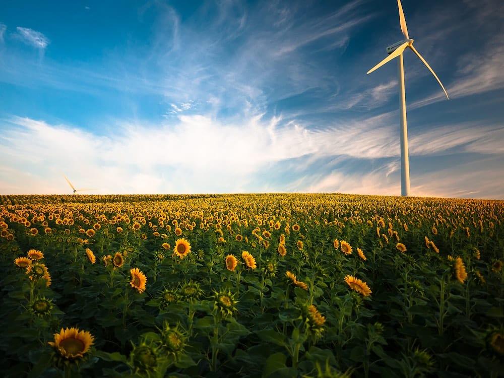 Wind turbines in a field of dandelions.